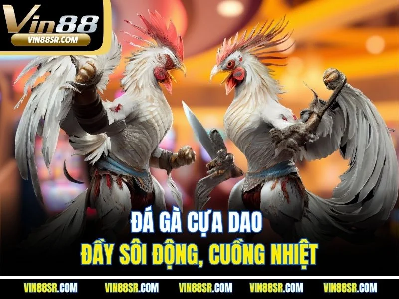 Đá gà cựa dao đầy sôi động, cuồng nhiệt