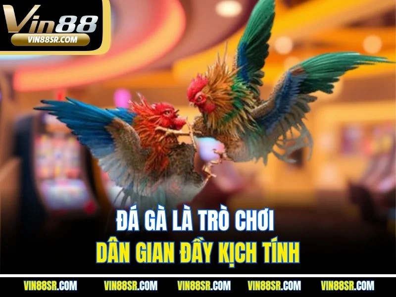 Đá gà là trò chơi dân gian đầy kịch tính
