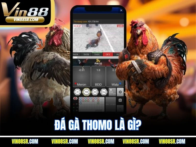 Đá gà Thomo là gì?