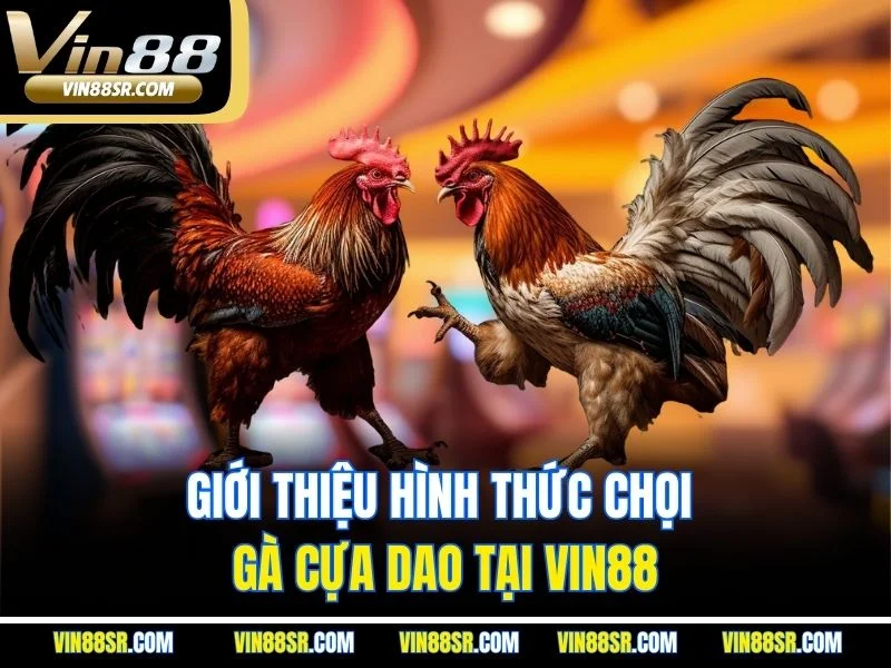 Giới thiệu hình thức chọi gà cựa dao tại VIN88